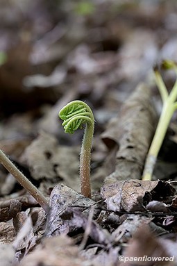 New and old growth